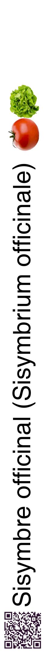 Étiquette de : Sisymbrium officinale - format a - style noire60hel avec qrcode et comestibilité simplifiée