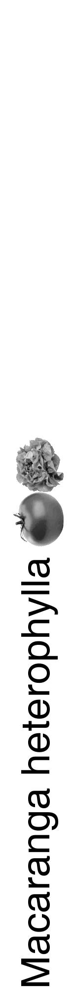 Étiquette de : Macaranga heterophylla - format a - style noire60hel avec comestibilité simplifiée - position verticale