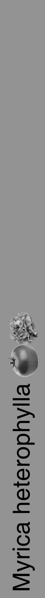 Étiquette de : Myrica heterophylla - format a - style noire44hel avec comestibilité simplifiée - position verticale