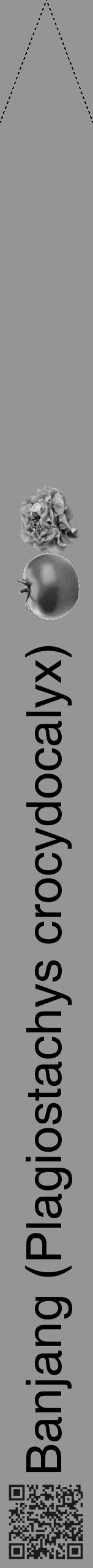 Étiquette de : Plagiostachys crocydocalyx - format b - style noire16hel avec qrcode et comestibilité simplifiée - position verticale