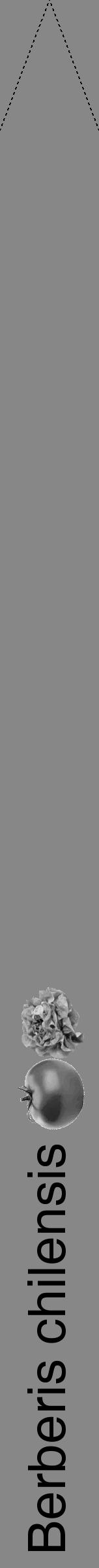 Étiquette de : Berberis chilensis - format b - style noire12hel avec comestibilité simplifiée - position verticale