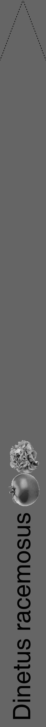 Étiquette de : Dinetus racemosus - format b - style noire32hel avec comestibilité simplifiée - position verticale