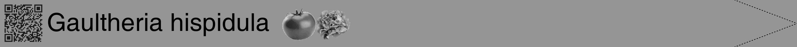 Étiquette de : Gaultheria hispidula - format b - style noire16hel avec qrcode et comestibilité simplifiée