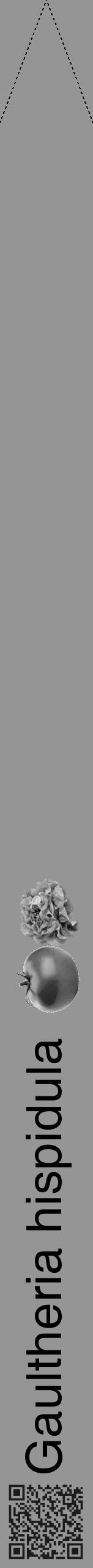 Étiquette de : Gaultheria hispidula - format b - style noire16hel avec qrcode et comestibilité simplifiée - position verticale