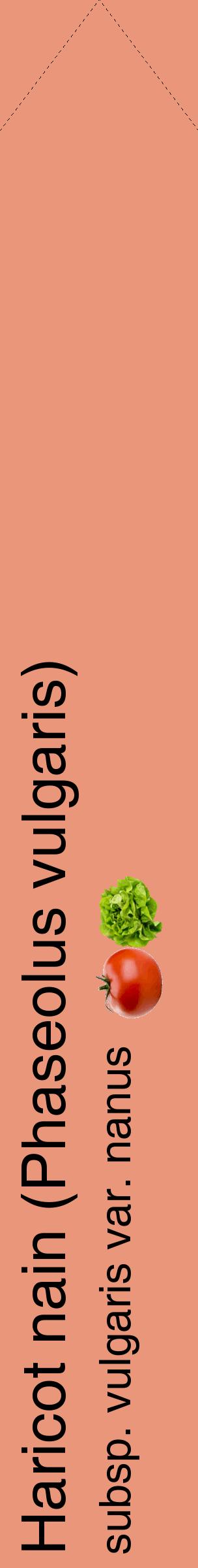 Étiquette de : Phaseolus vulgaris subsp. vulgaris var. nanus - format c - style noire37_simplehel avec comestibilité simplifiée