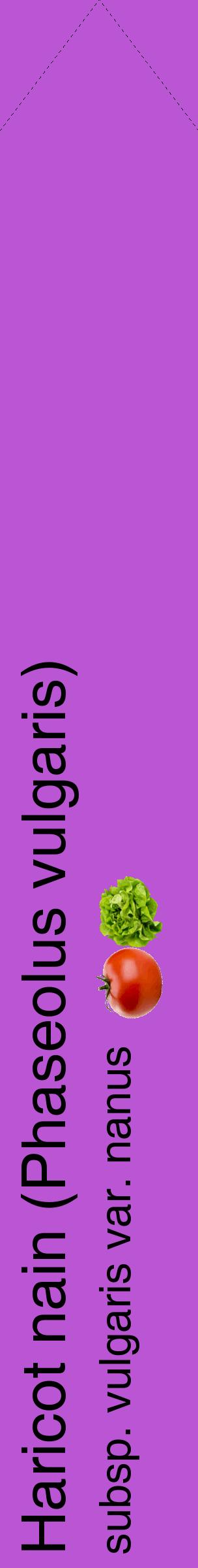 Étiquette de : Phaseolus vulgaris subsp. vulgaris var. nanus - format c - style noire50_simplehel avec comestibilité simplifiée