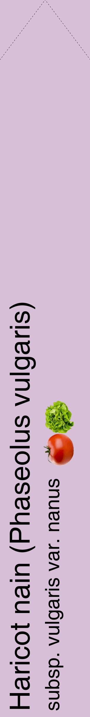 Étiquette de : Phaseolus vulgaris subsp. vulgaris var. nanus - format c - style noire54_simplehel avec comestibilité simplifiée