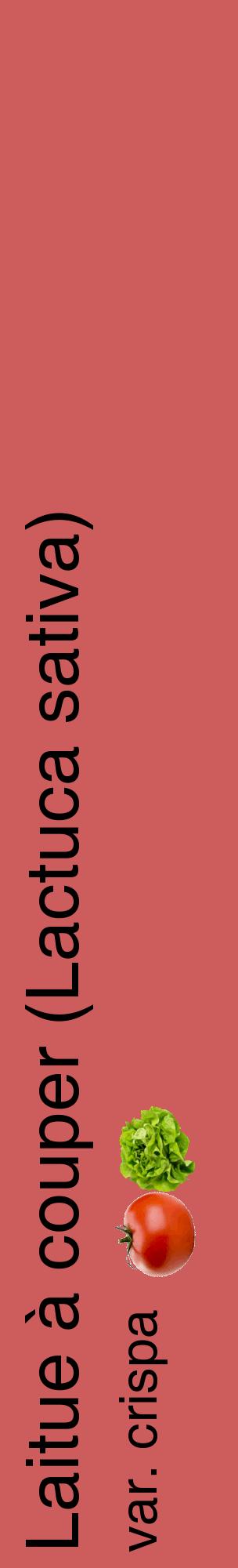 Étiquette de : Lactuca sativa var. crispa - format c - style noire35_basiquehel avec comestibilité simplifiée