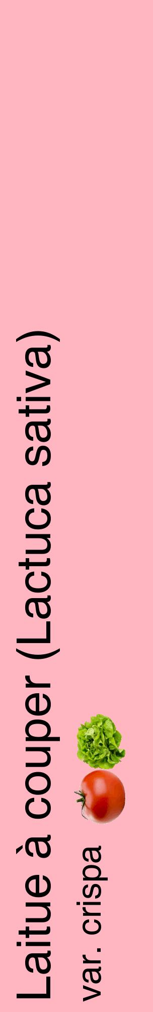 Étiquette de : Lactuca sativa var. crispa - format c - style noire41_basiquehel avec comestibilité simplifiée