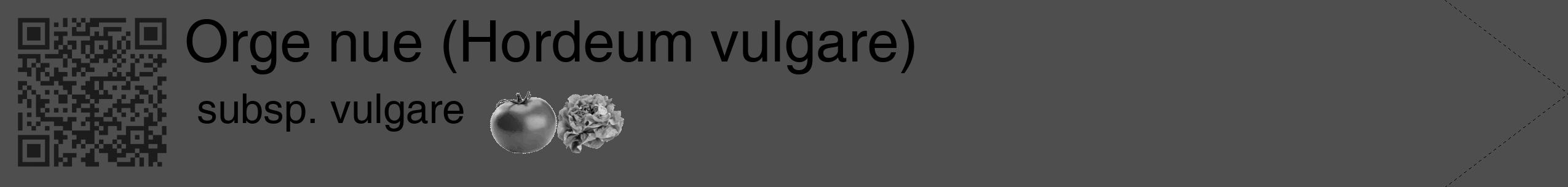 Étiquette de : Hordeum vulgare subsp. vulgare - format c - style noire33_simple_simplehel avec qrcode et comestibilité simplifiée