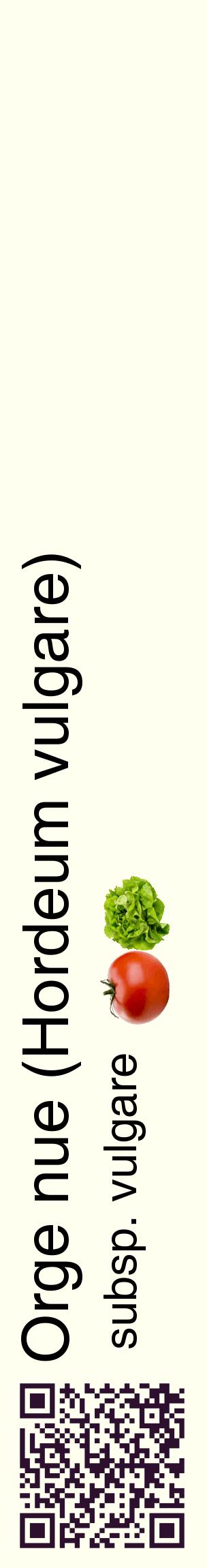Étiquette de : Hordeum vulgare subsp. vulgare - format c - style noire19_basiquehel avec qrcode et comestibilité simplifiée