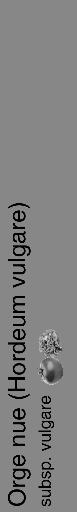 Étiquette de : Hordeum vulgare subsp. vulgare - format c - style noire12_basique_basiquehel avec comestibilité simplifiée - position verticale