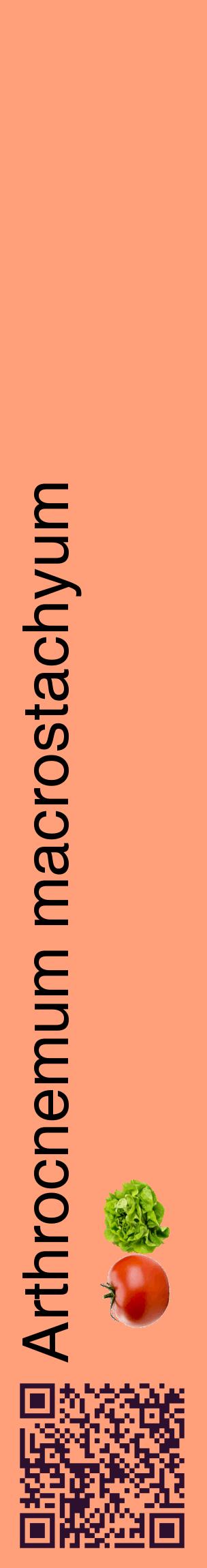 Étiquette de : Arthrocnemum macrostachyum - format c - style noire39_basiquehel avec qrcode et comestibilité simplifiée