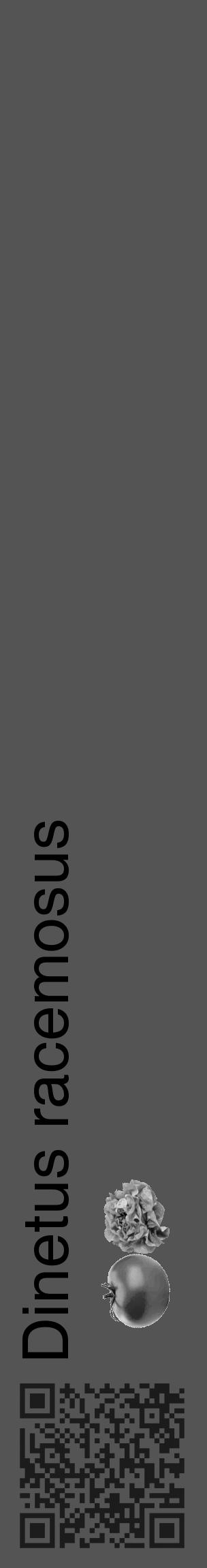 Étiquette de : Dinetus racemosus - format c - style noire30_basique_basiquehel avec qrcode et comestibilité simplifiée - position verticale