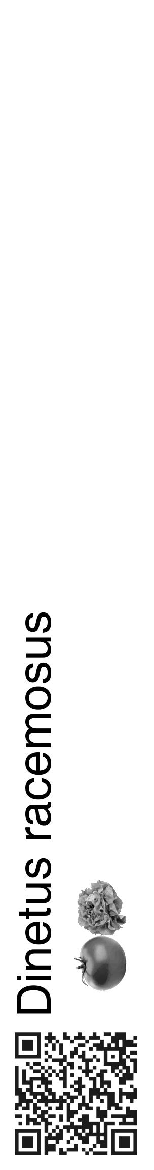 Étiquette de : Dinetus racemosus - format c - style noire60_basique_basiquehel avec qrcode et comestibilité simplifiée - position verticale