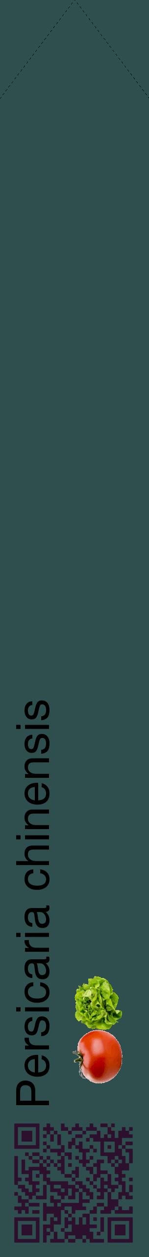 Étiquette de : Persicaria chinensis - format c - style noire58_simplehel avec qrcode et comestibilité simplifiée