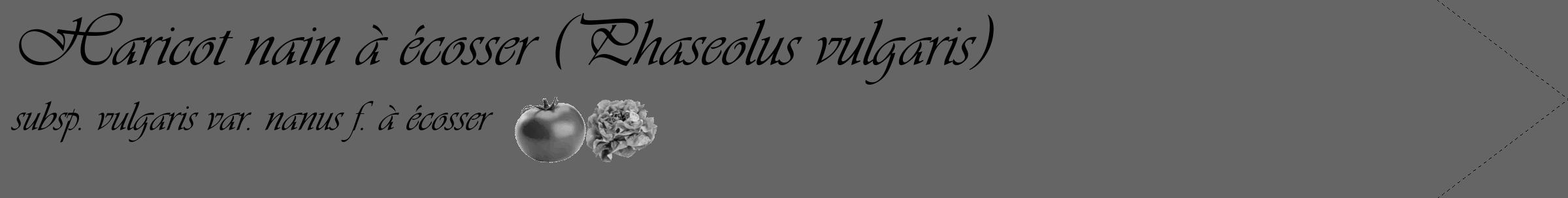 Étiquette de : Phaseolus vulgaris subsp. vulgaris var. nanus f. à écosser - format c - style noire32simple_basique_basiqueviv avec comestibilité simplifiée