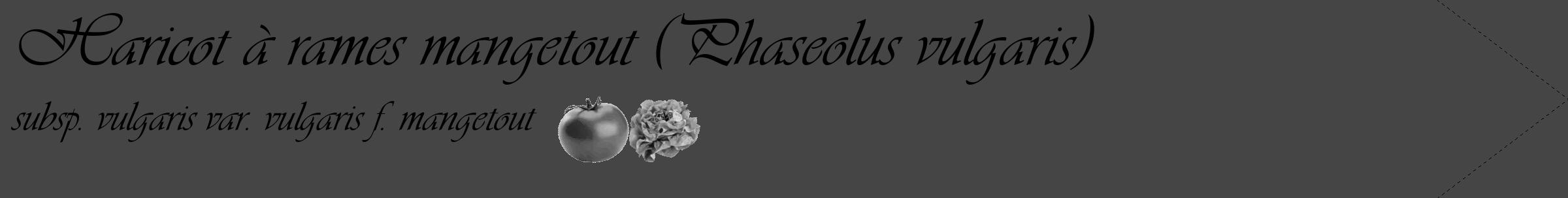 Étiquette de : Phaseolus vulgaris subsp. vulgaris var. vulgaris f. mangetout - format c - style noire58_simple_simpleviv avec comestibilité simplifiée