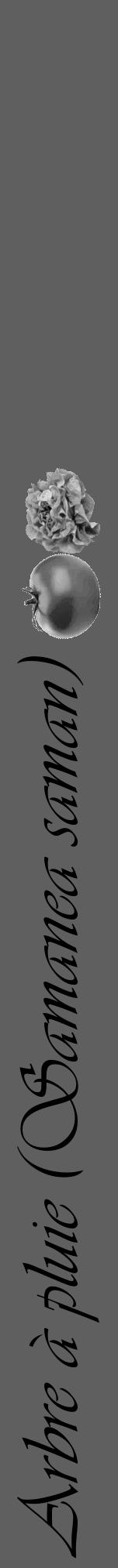 Étiquette de : Samanea saman - format a - style noire10viv avec comestibilité simplifiée - position verticale