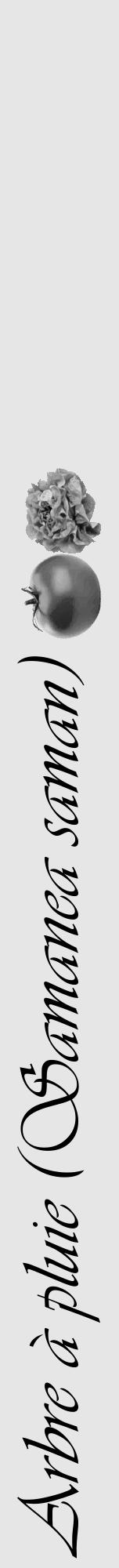 Étiquette de : Samanea saman - format a - style noire18viv avec comestibilité simplifiée - position verticale