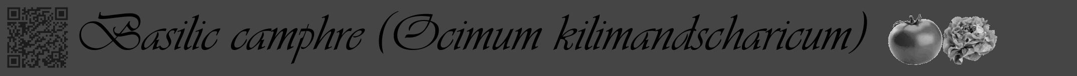 Étiquette de : Ocimum kilimandscharicum - format a - style noire58viv avec qrcode et comestibilité simplifiée