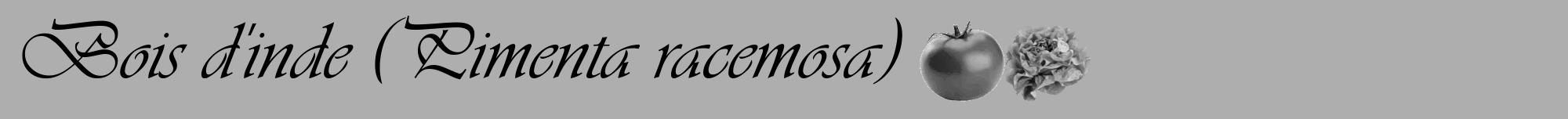 Étiquette de : Pimenta racemosa - format a - style noire53basiqueviv avec comestibilité simplifiée