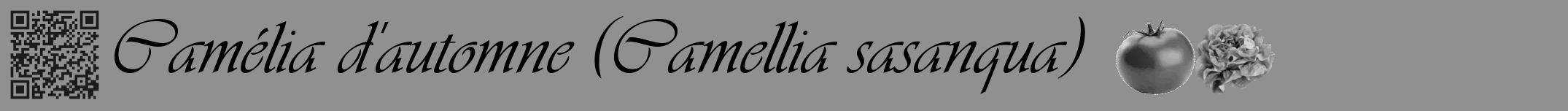 Étiquette de : Camellia sasanqua - format a - style noire4viv avec qrcode et comestibilité simplifiée