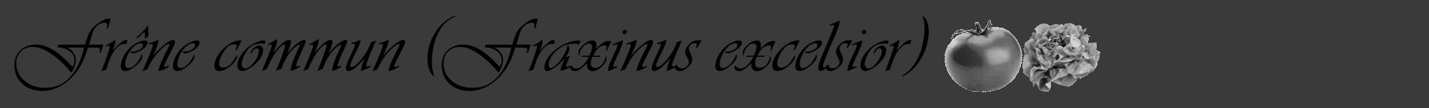 Étiquette de : Fraxinus excelsior - format a - style noire8viv avec comestibilité simplifiée