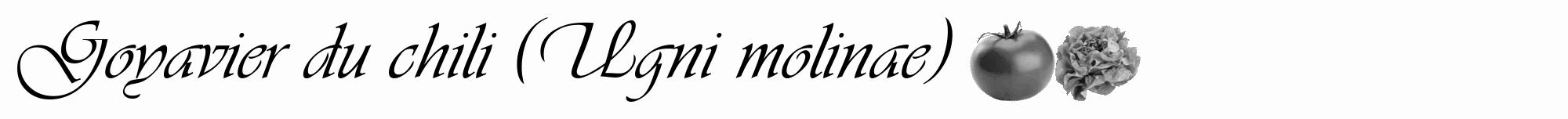 Étiquette de : Ugni molinae - format a - style noire19viv avec comestibilité simplifiée