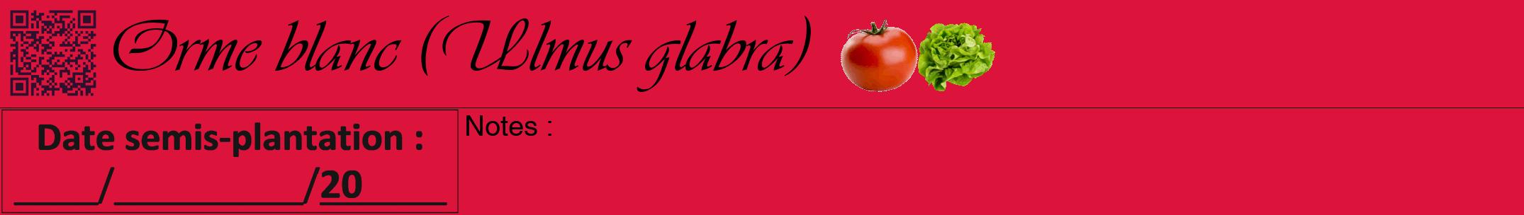 Étiquette de : Ulmus glabra - format a - style noire36viv avec qrcode et comestibilité simplifiée