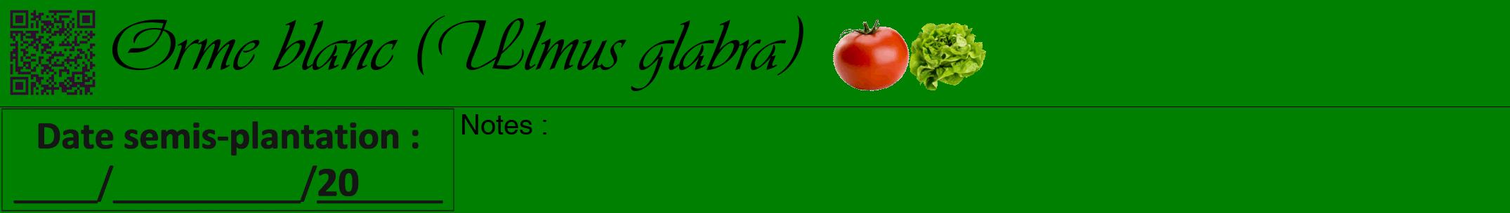 Étiquette de : Ulmus glabra - format a - style noire9viv avec qrcode et comestibilité simplifiée