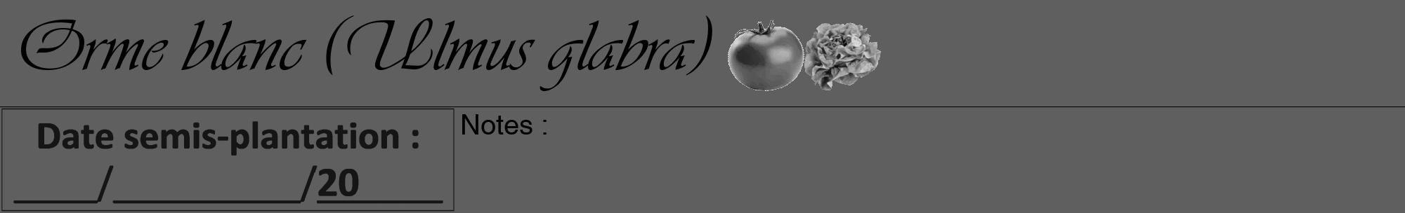 Étiquette de : Ulmus glabra - format a - style noire10viv avec comestibilité simplifiée