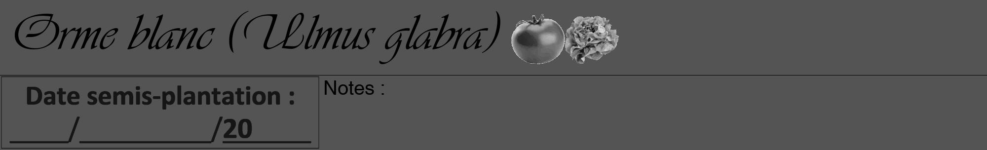 Étiquette de : Ulmus glabra - format a - style noire36viv avec comestibilité simplifiée
