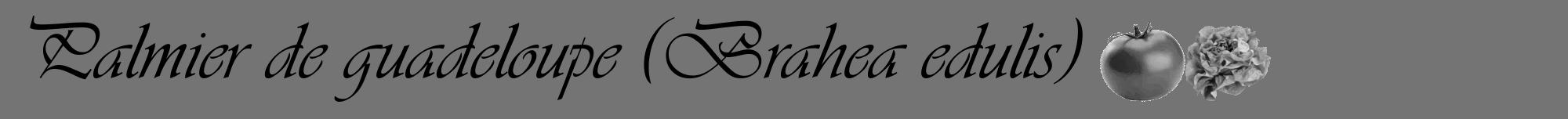 Étiquette de : Brahea edulis - format a - style noire26viv avec comestibilité simplifiée