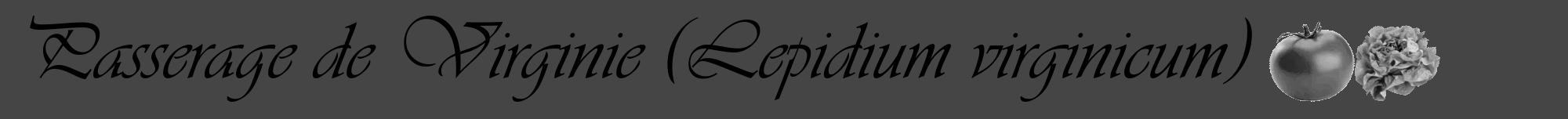 Étiquette de : Lepidium virginicum - format a - style noire58viv avec comestibilité simplifiée