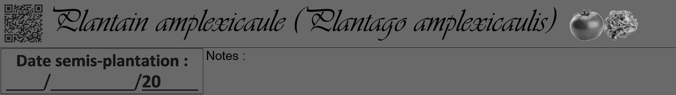 Étiquette de : Plantago amplexicaulis - format a - style noire11viv avec qrcode et comestibilité simplifiée