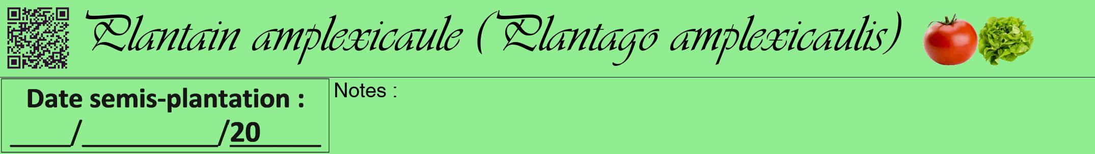 Étiquette de : Plantago amplexicaulis - format a - style noire15viv avec qrcode et comestibilité simplifiée