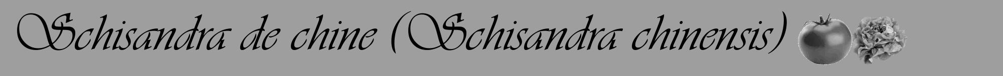 Étiquette de : Schisandra chinensis - format a - style noire23viv avec comestibilité simplifiée