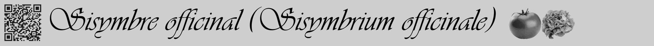 Étiquette de : Sisymbrium officinale - format a - style noire17viv avec qrcode et comestibilité simplifiée