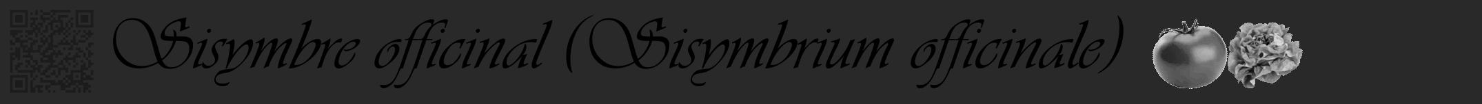 Étiquette de : Sisymbrium officinale - format a - style noire34viv avec qrcode et comestibilité simplifiée