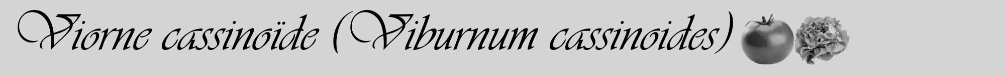 Étiquette de : Viburnum cassinoides - format a - style noire40viv avec comestibilité simplifiée