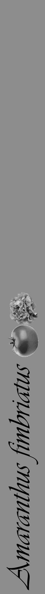 Étiquette de : Amaranthus fimbriatus - format a - style noire2viv avec comestibilité simplifiée - position verticale