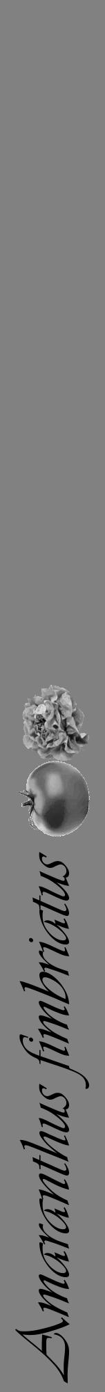 Étiquette de : Amaranthus fimbriatus - format a - style noire50viv avec comestibilité simplifiée - position verticale