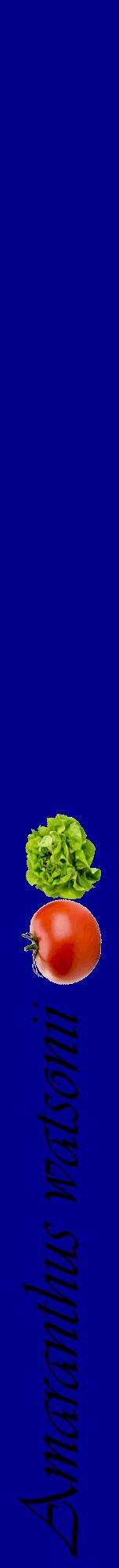 Étiquette de : Amaranthus watsonii - format a - style noire7viv avec comestibilité simplifiée
