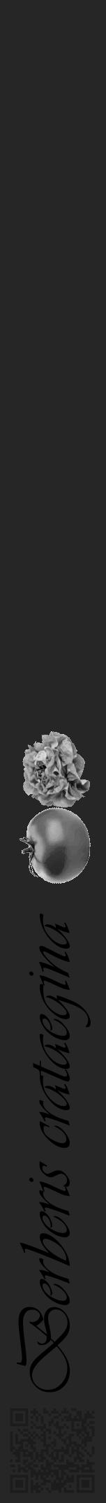 Étiquette de : Berberis crataegina - format a - style noire29simpleviv avec qrcode et comestibilité simplifiée - position verticale