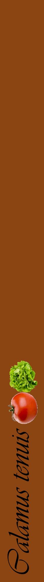 Étiquette de : Calamus tenuis - format a - style noire30viv avec comestibilité simplifiée