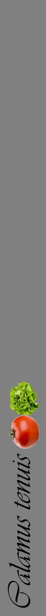 Étiquette de : Calamus tenuis - format a - style noire57viv avec comestibilité simplifiée