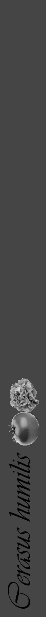 Étiquette de : Cerasus humilis - format a - style noire58viv avec comestibilité simplifiée - position verticale