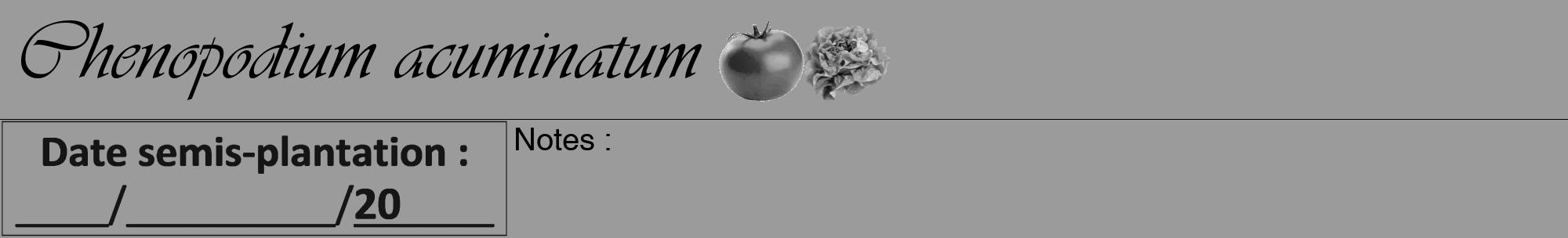 Étiquette de : Chenopodium acuminatum - format a - style noire52viv avec comestibilité simplifiée