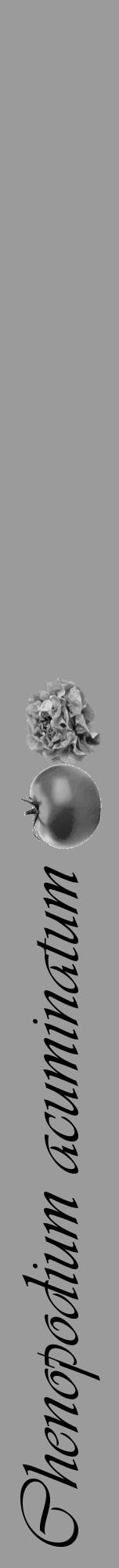 Étiquette de : Chenopodium acuminatum - format a - style noire52viv avec comestibilité simplifiée - position verticale